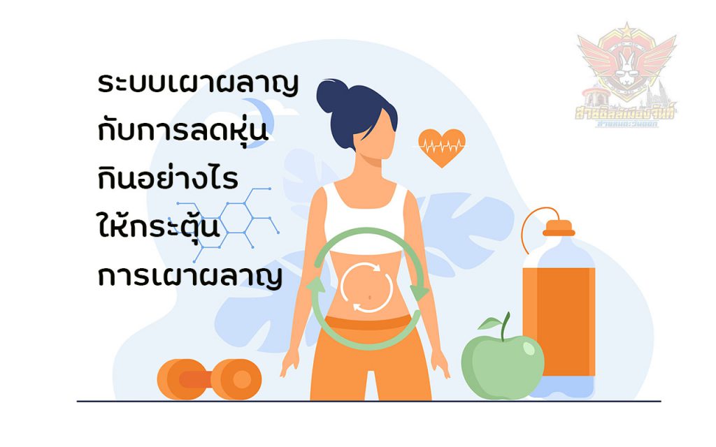 ระบบเผาผลาญ