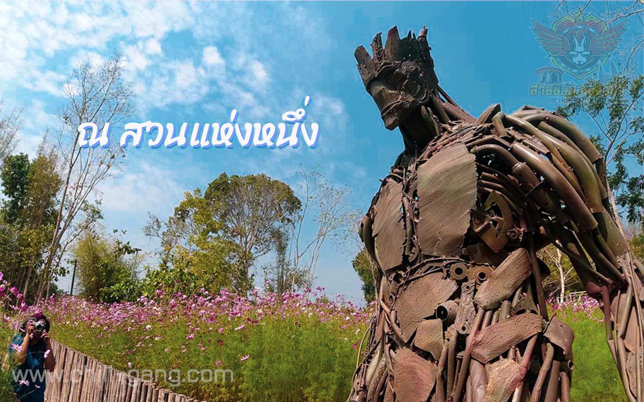 มนุษย์ต้นไม้ tourist Thailand ทุ่งดอกคอสมอสเมืองจันท์