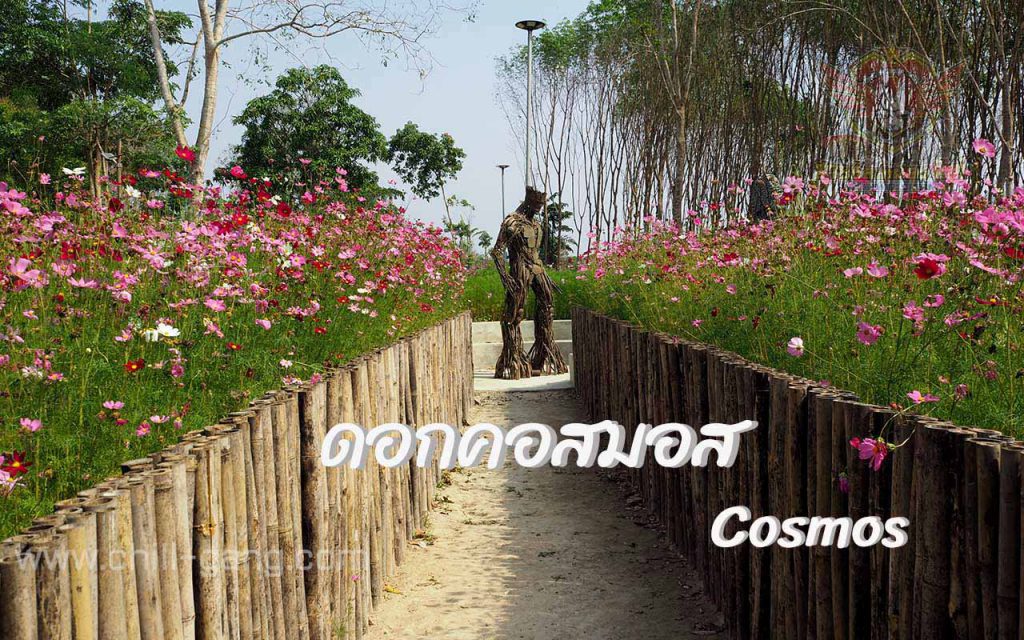 cosmos