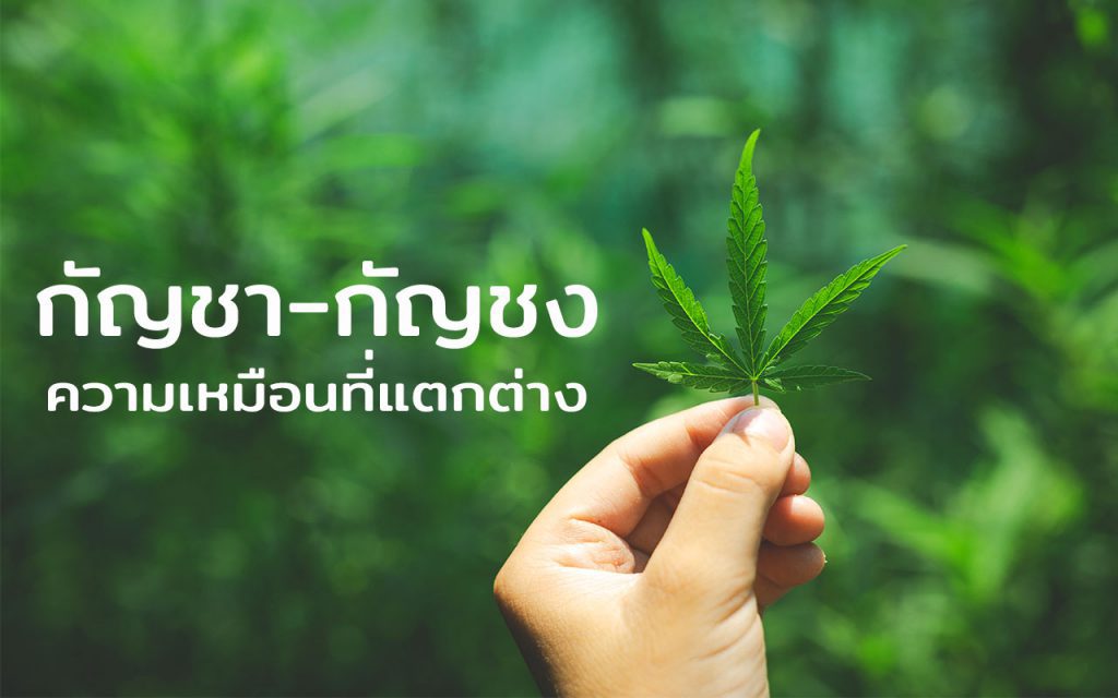 กัญชา-กัญชง ต่างกันอย่างไร