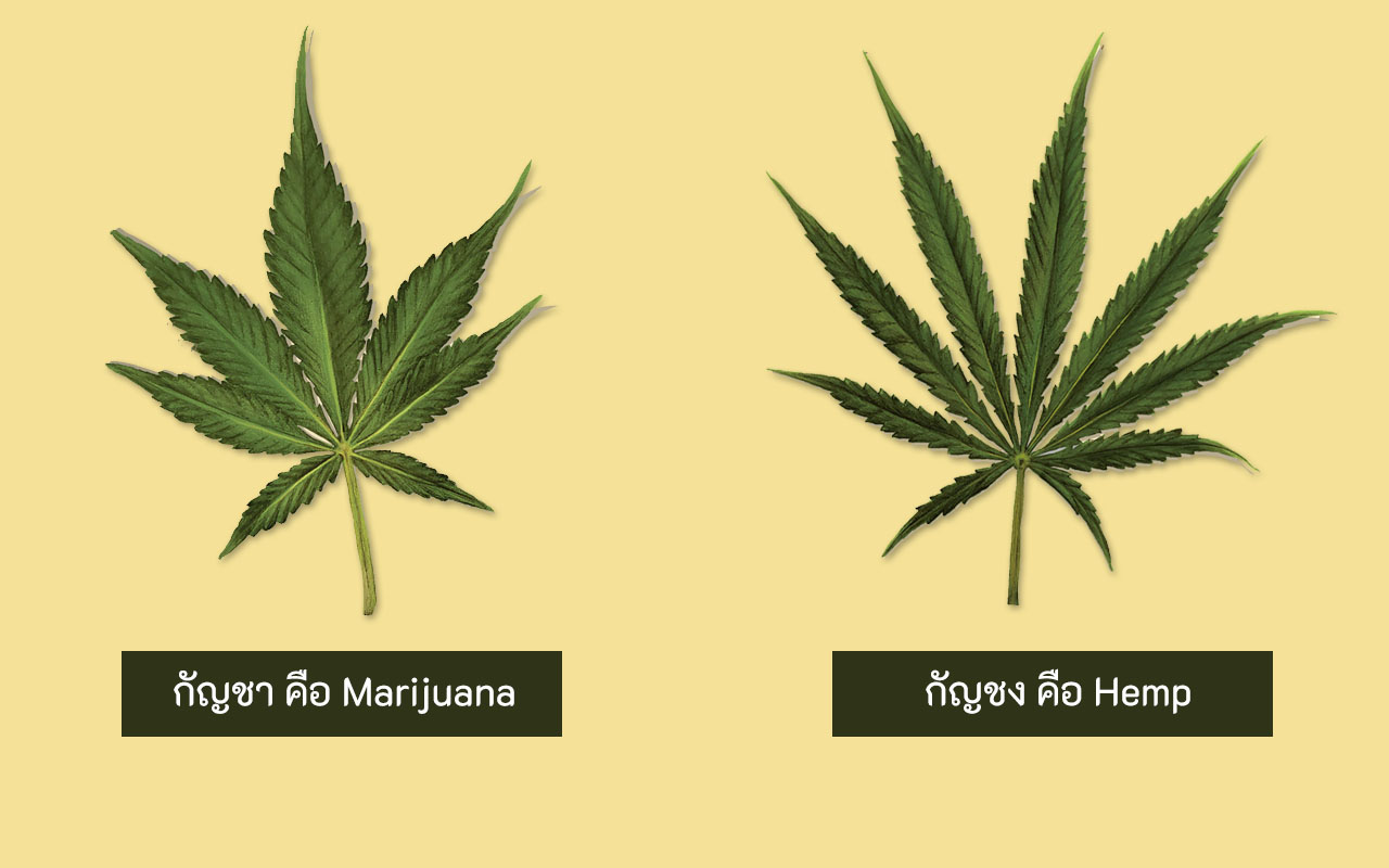 กัญชา-กัญชง Marijuana Hemp