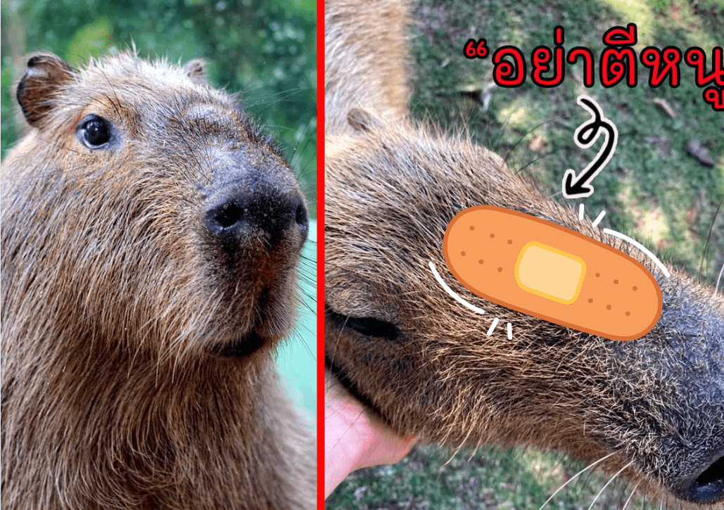 หนูยักษ์