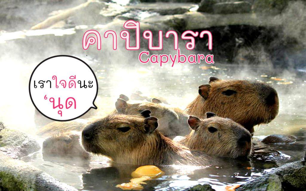 คาปิบารา ราคากี่บาท