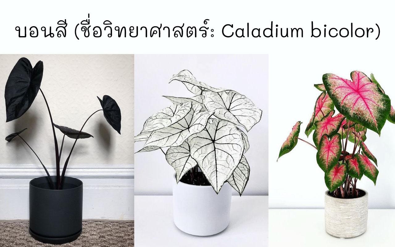 บอนสี ชื่อวิทยาศาสตร์ Caladium bicolor