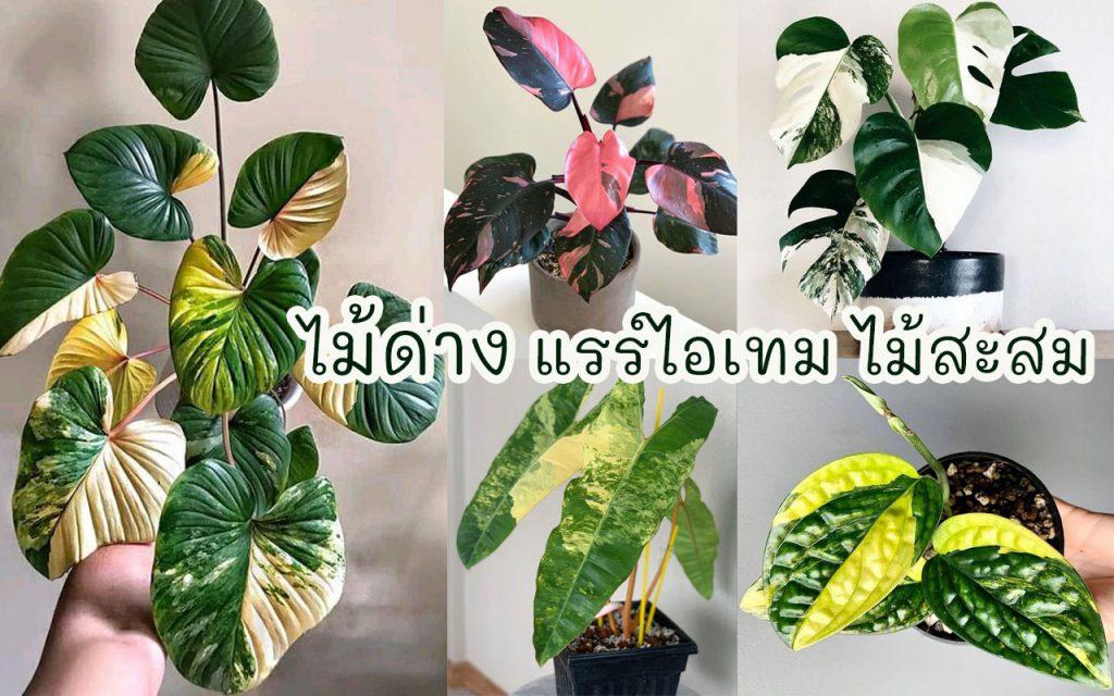 ไม้ด่าง ไม้สะสม
