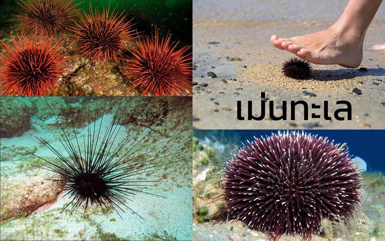เม่นทะเล Sea urchin เที่ยวทะเลให้ปลอดภัย