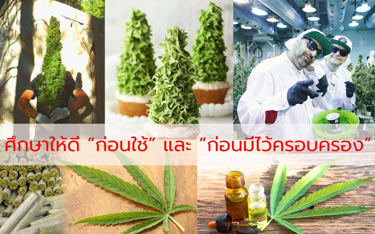 อาการแพ้กัญชา ใบกัญชา