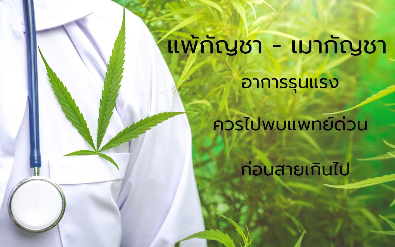 แพ้กัญชา-เมากัญชา อาการแพ้กัญชา