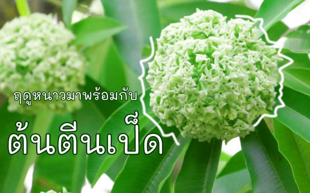 ต้นตีนเป็ด ตีนเป็ด ตีนเป็ดน้ำ