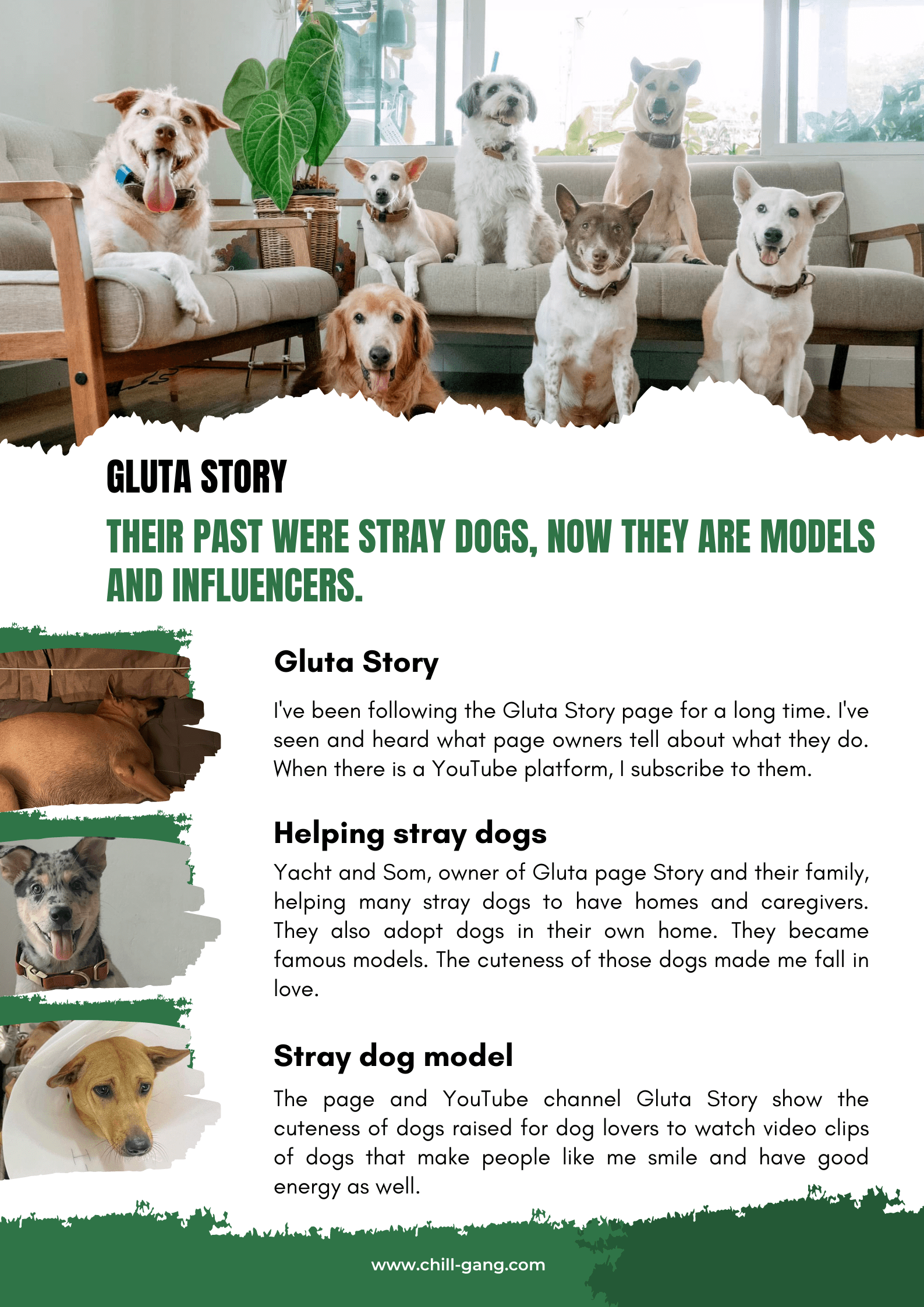 หมาจร สุนัขจรจัด