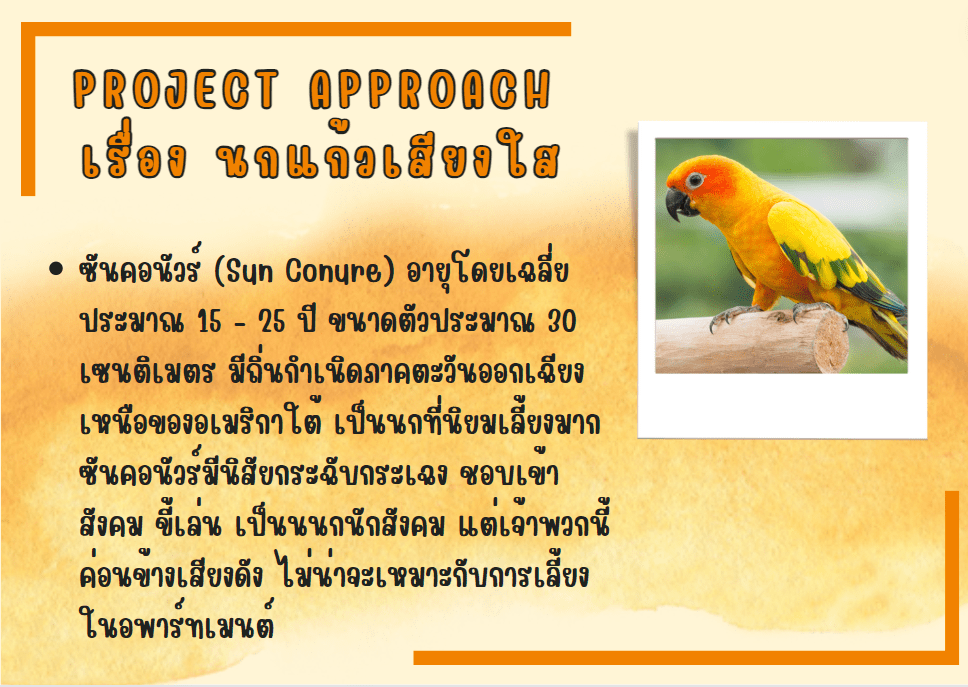 Project Approach เรื่อง นกแก้ว