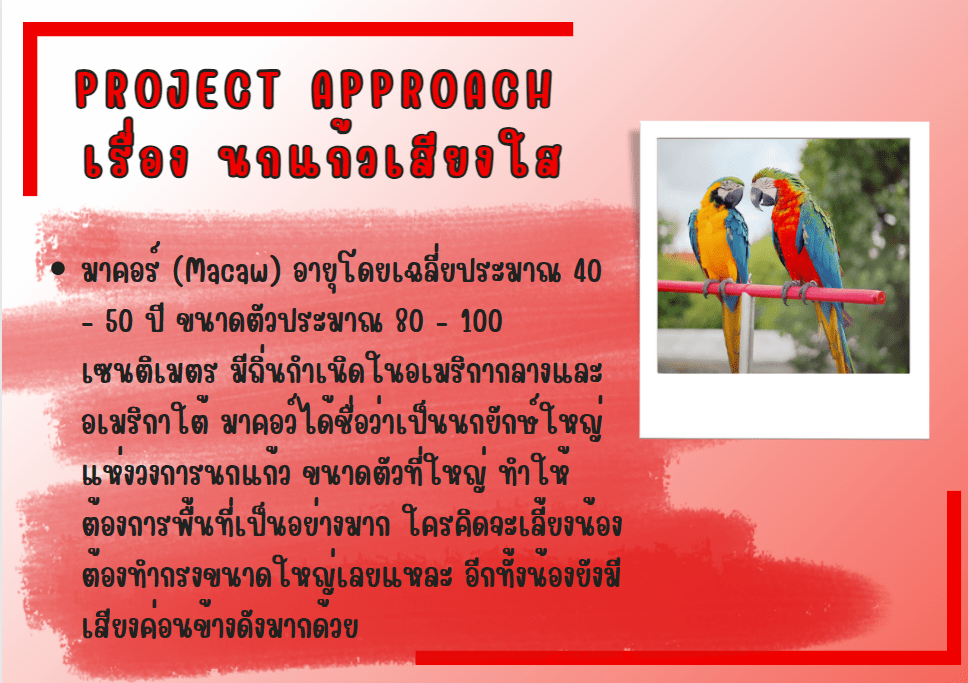 โครงงานเรื่องนกแก้ว