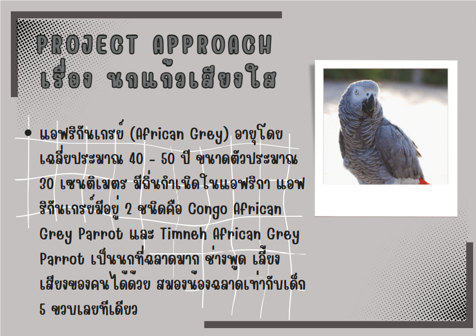 Project Approach เรื่อง นกแก้ว โครงงานอนุบาล