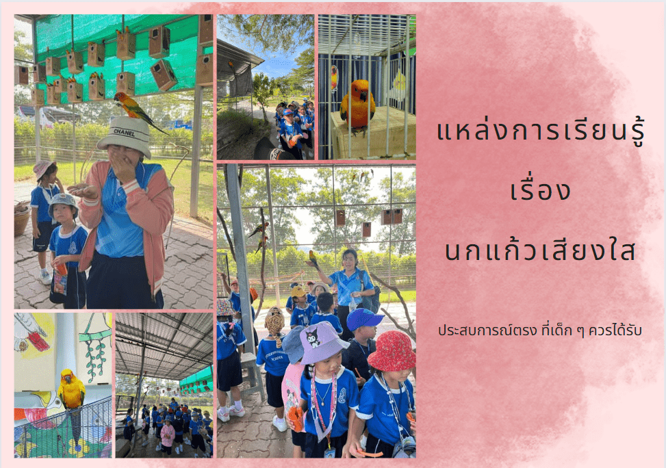 นกแก้ว โครงงานเรื่องนกแก้ว