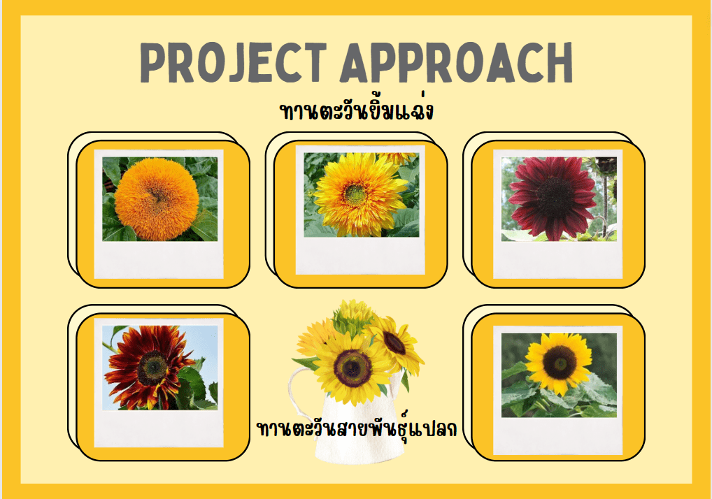 ทานตะวันสายพันธุ์แปลก