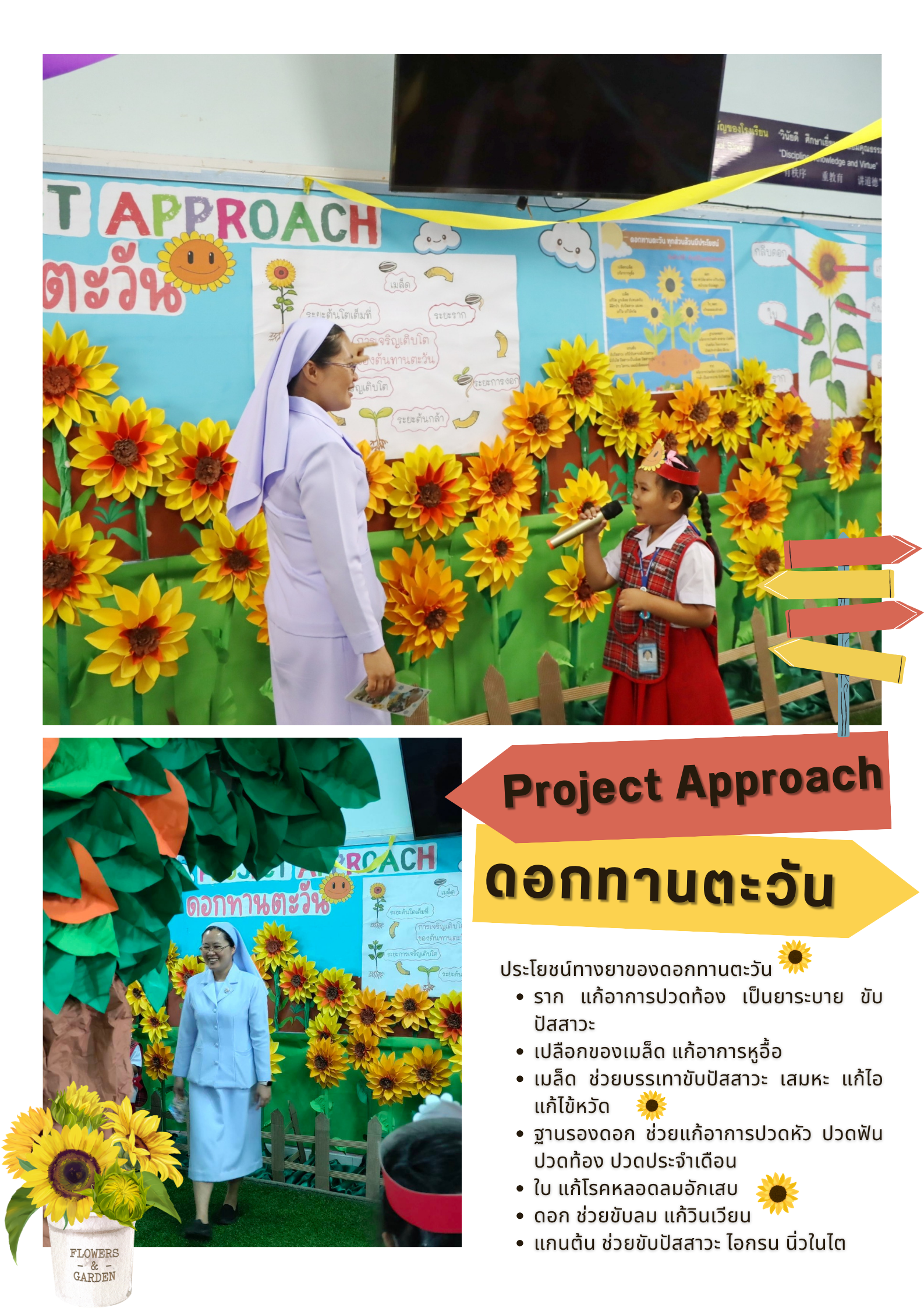 ประโยชน์ดอกทานตะวัน โครงงานดอกทานตะวัน