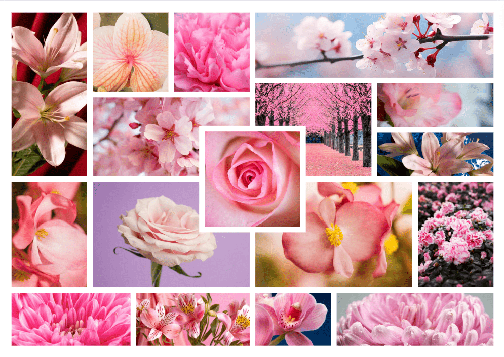 ดอกไม้สีชมพู วันสีชมพู