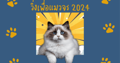 วิ่งเพื่อแมวจร 2024 -002