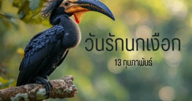 วันรักนกเงือก 1