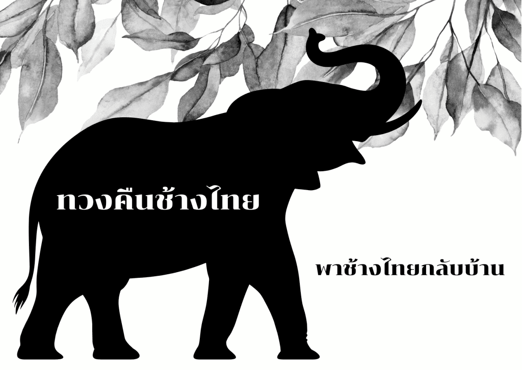 พาช้างไทยกลับบ้าน