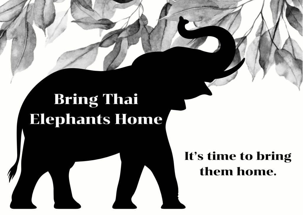 Thai elephant related to the Bring Thai Elephants Home movement