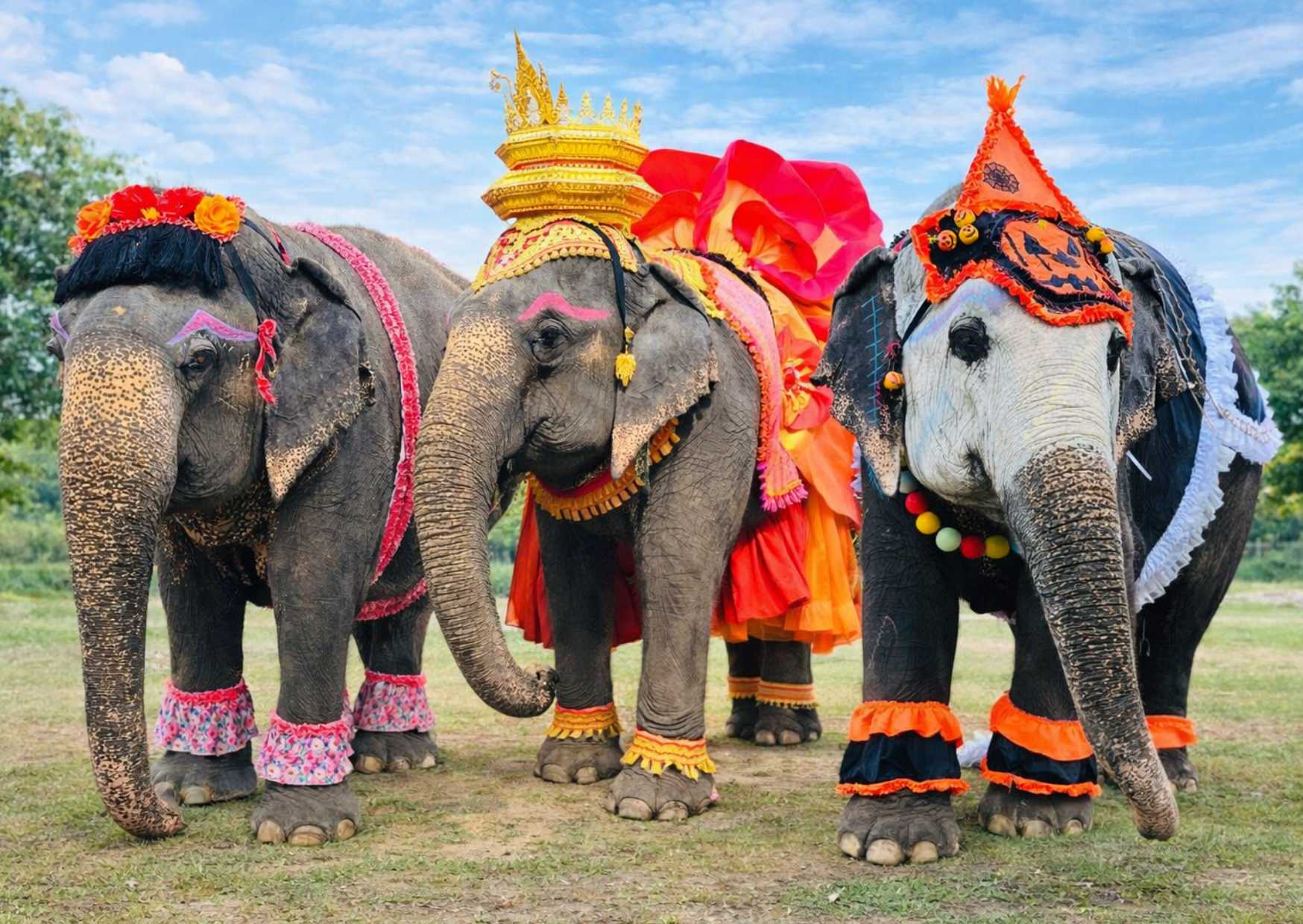 Three female elephants standing together on a grassy field, each wearing a different costume: a pink floral outfit, a red and gold Thai traditional costume, and an orange-and-black Halloween-themed outfit.