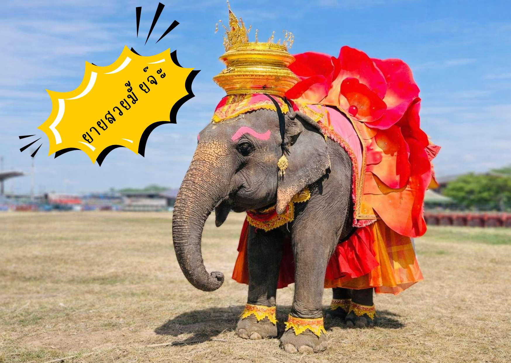 A female elephant wearing an ornate red and gold Thai costume with a flared skirt and golden headdress, standing on a grassy field with a speech bubble that reads “Am I beautiful?”